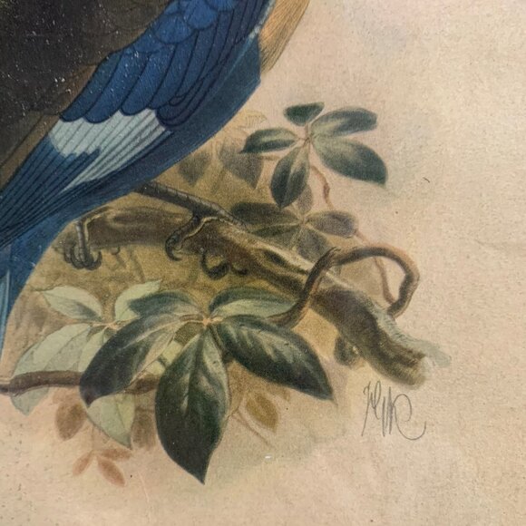 Vintage Framed Bird Book Plates - Picture 3 of 9